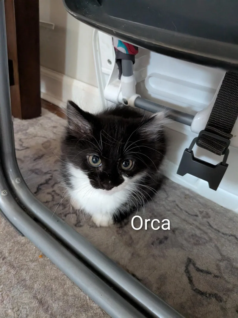 A baby medium-sized male Black & White / Tuxedo Domestic Long Hair cat named Orca for adoption in Naugatuck, CT