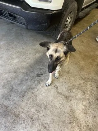 An adult medium-sized female German Shepherd Dog dog named Brandy for adoption in Gainesville, FL
