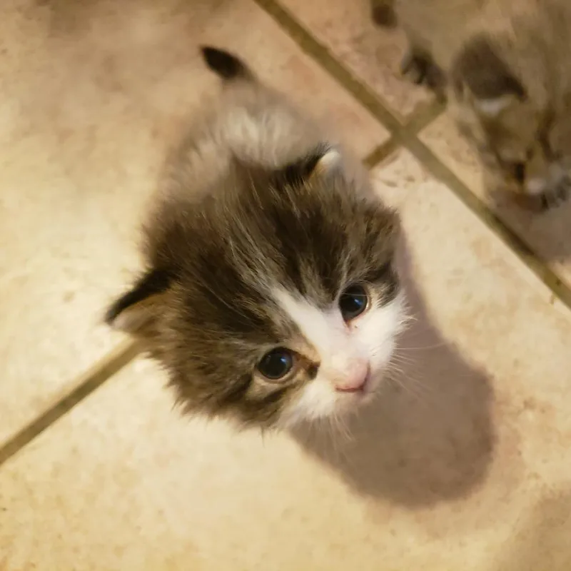 A baby small-sized female Gray / Blue / Silver Domestic Short Hair cat named Darla for adoption in Madisonville, TN