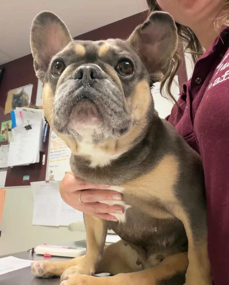 An adult medium-sized female French Bulldog dog named Lovebug for adoption in Fall River, MA