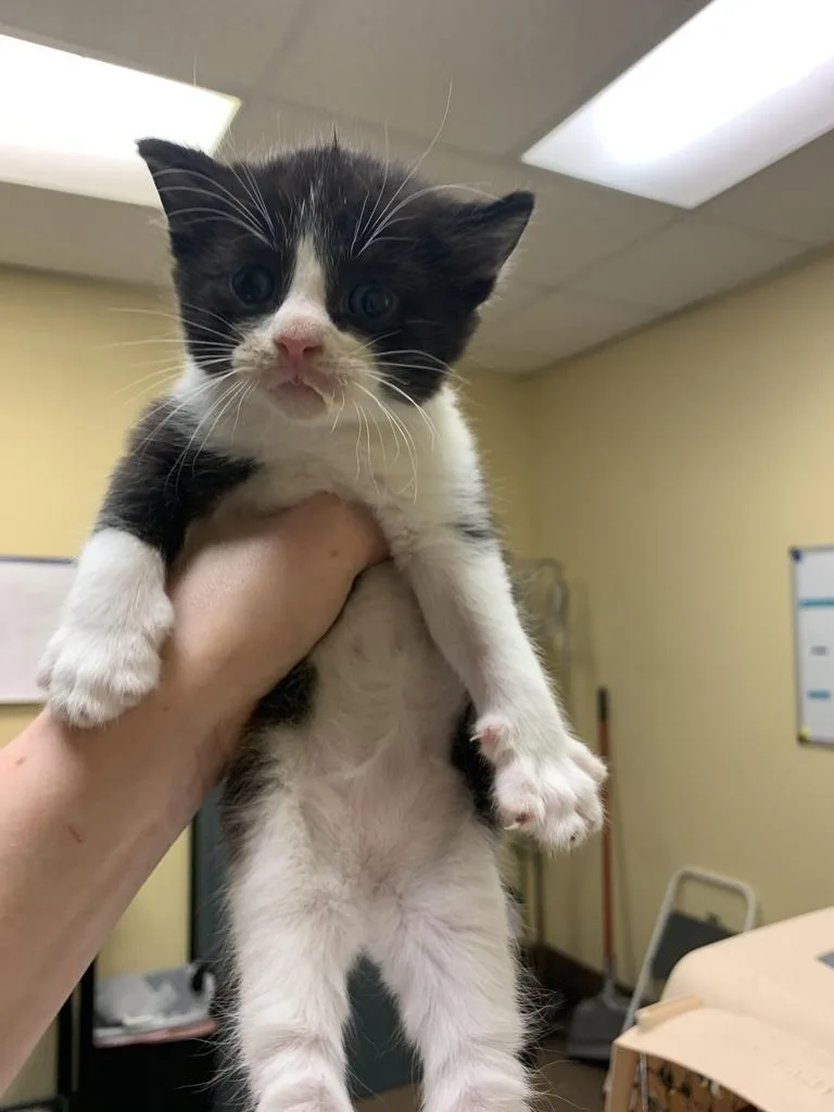 A baby medium-sized male Domestic Short Hair cat named Brahms for adoption in Florence, SC