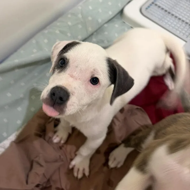 A baby medium-sized male American Staffordshire Terrier dog named Vincent for adoption in Seminole, FL