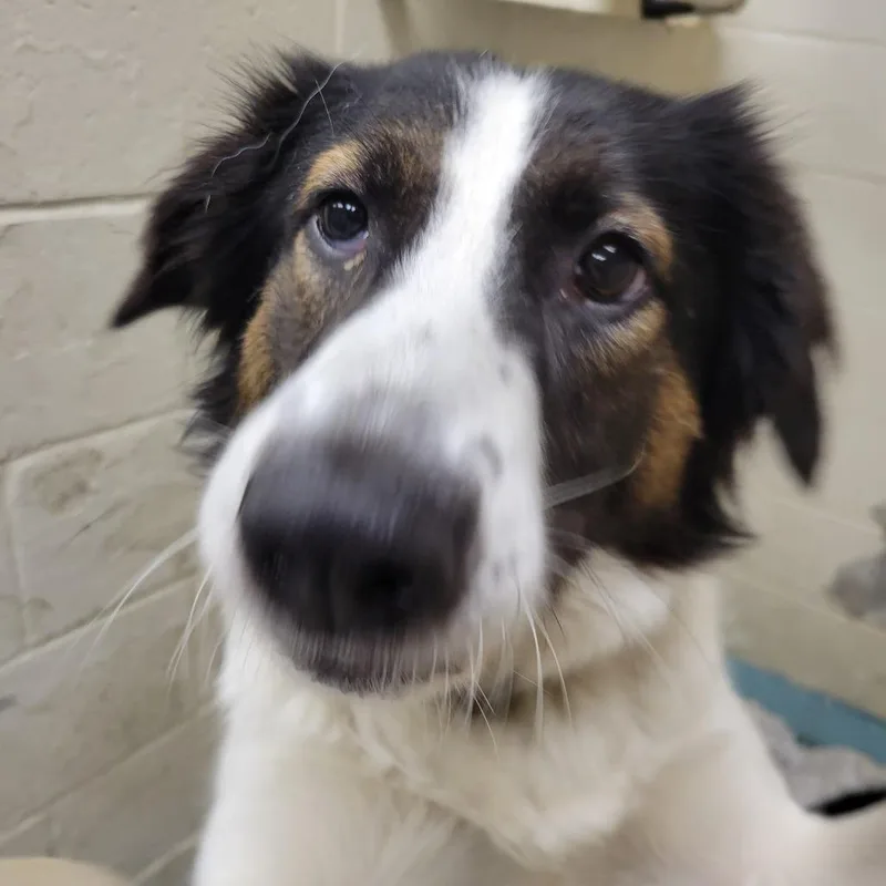 An adult medium-sized male Black Mixed Breed dog named Koda for adoption in Charleston, WV