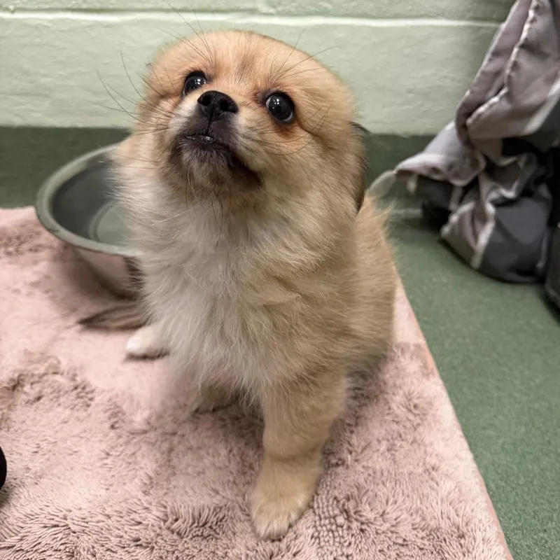A baby small-sized female Brown / Chocolate Pekingese dog named Choco for adoption in West Palm Beach, FL