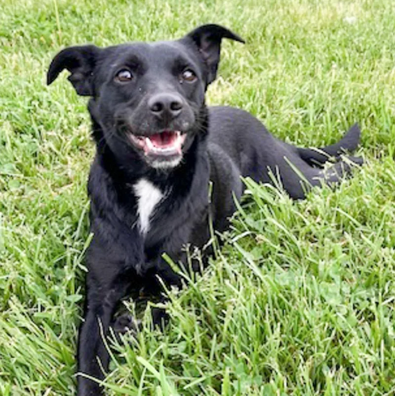 An adult medium-sized female Black Black Labrador Retriever dog named Leela for adoption in Albany, NY
