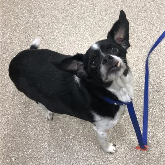 A senior small-sized male Black Terrier dog named Ryder for adoption in Prince Frederick, MD