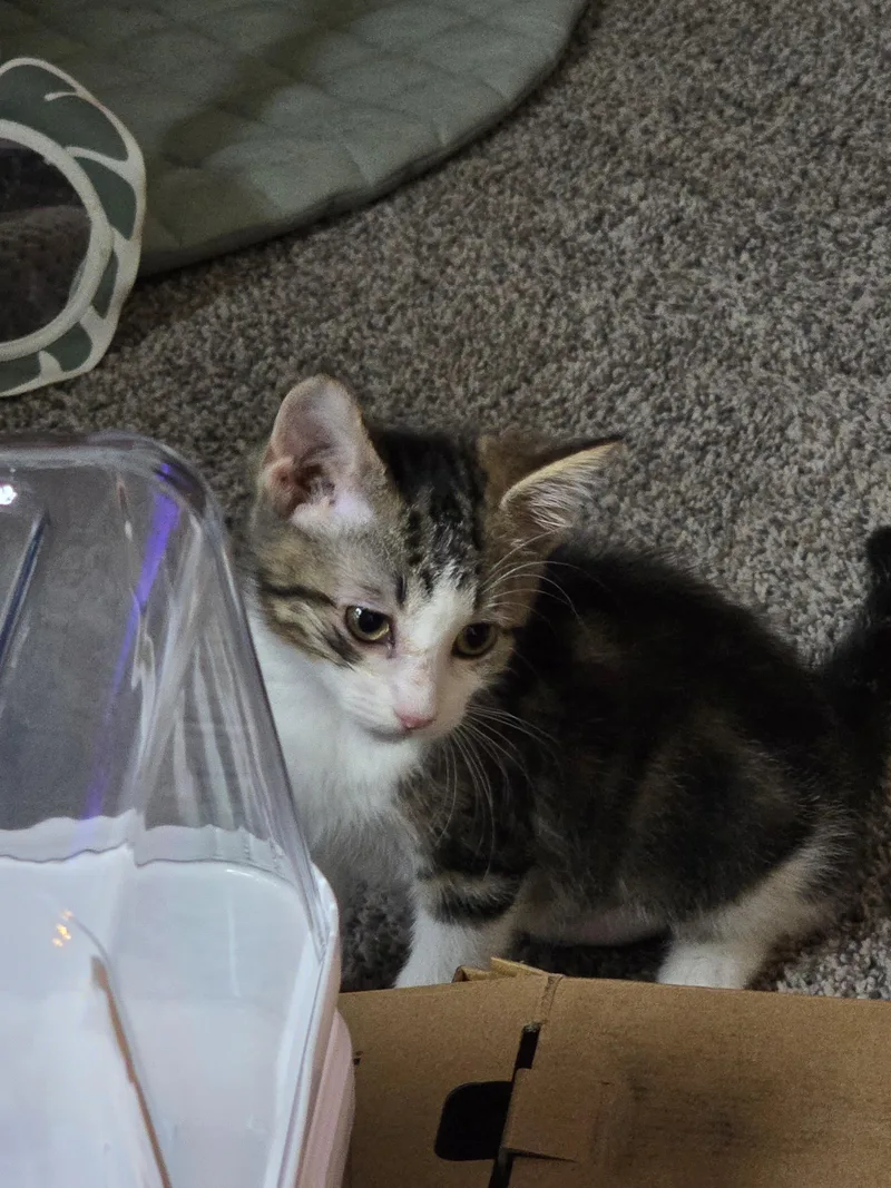 A baby medium-sized female Tabby (Brown / Chocolate) Domestic Short Hair cat named Teagan for adoption in Battle Creek, MI