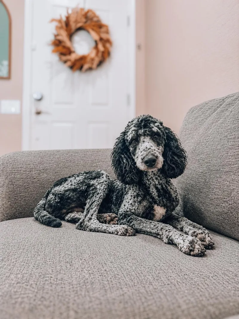 A young medium-sized male Standard Poodle dog named Triumph for adoption in Goodyear, AZ