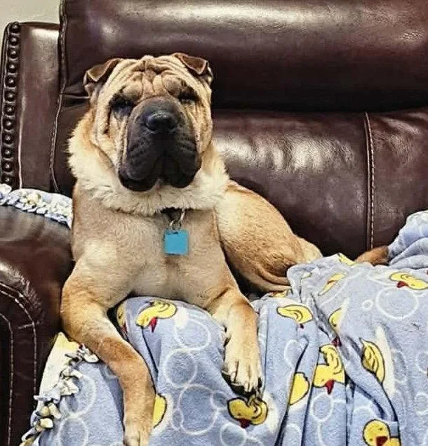 An adult medium-sized male Shar-Pei dog named Creed for adoption in Lake Forest, CA