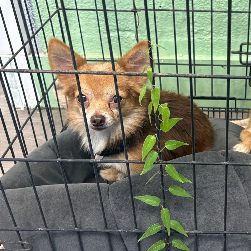 An adult small-sized male Brown / Chocolate Chihuahua dog named Boo for adoption in Tampa, FL