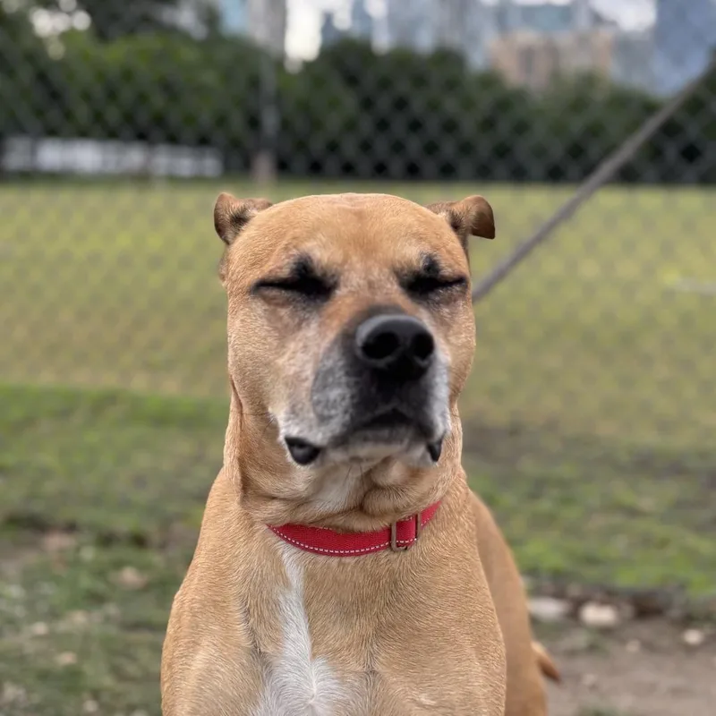 A senior medium-sized female Yellow / Tan / Blond / Fawn Labrador Retriever dog named Sadie Lee for adoption in Austin, TX
