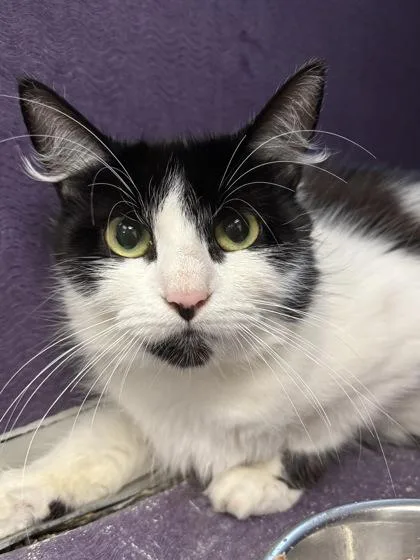 An adult small-sized female Domestic Short Hair cat named Sundae I AM for adoption in East Brookfield, MA