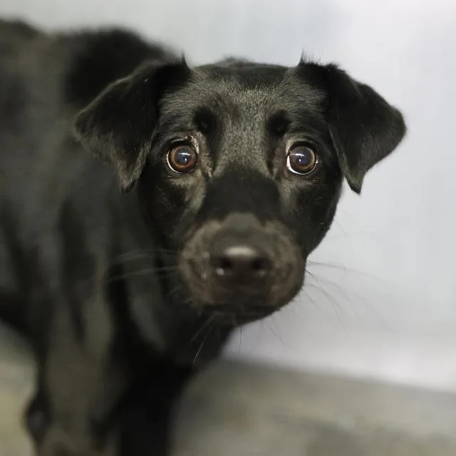 A young medium-sized female Labrador Retriever dog named Crisley for adoption in San Antonio, TX