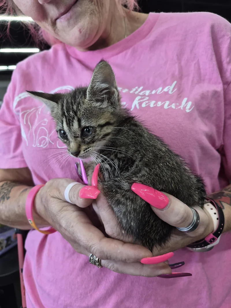 A baby small-sized female American Bobtail cat named Wisper for adoption in Panama City, FL