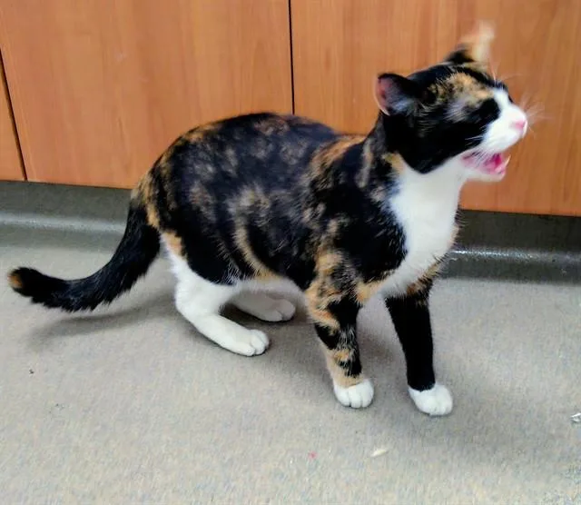 A young medium-sized female Domestic Short Hair cat named Stella for adoption in Fort Lauderdale, FL