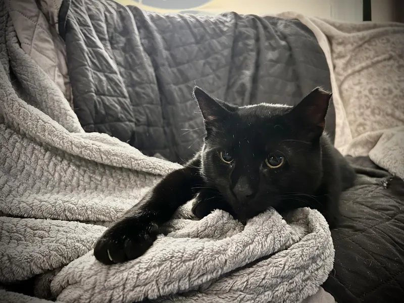 A senior medium-sized male Domestic Short Hair cat named Templeton for adoption in Beacon, NY