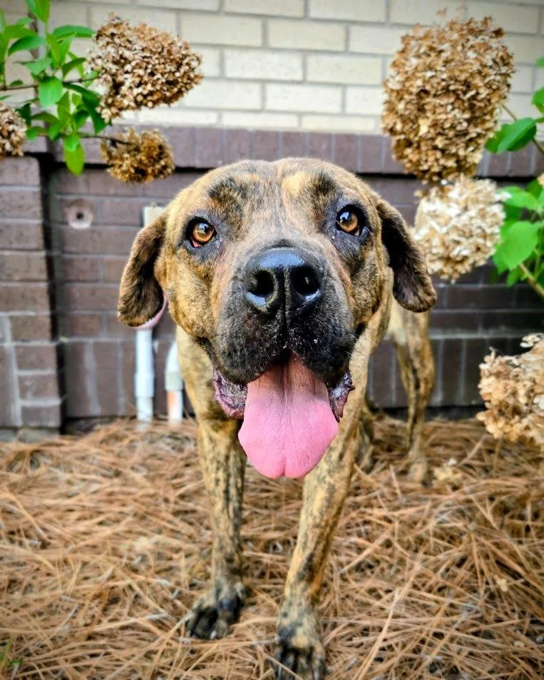 An adult medium-sized female Mixed Breed dog named Gladys for adoption in Douglasville, GA