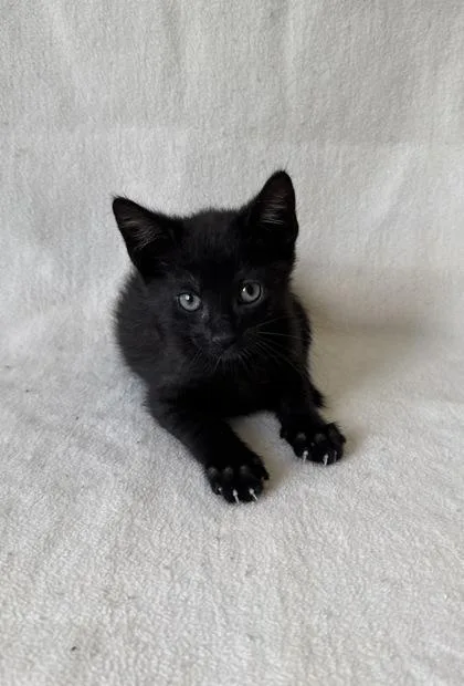 A young medium-sized male Domestic Short Hair cat named Gremlin for adoption in Buffalo, MN