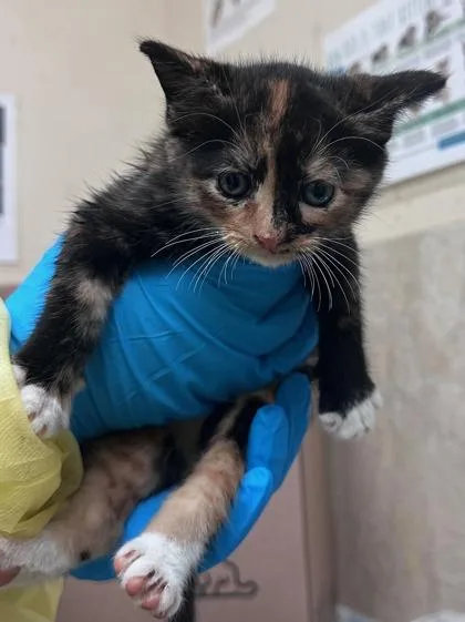 A baby small-sized female Domestic Short Hair cat named Owala for adoption in Honolulu, HI
