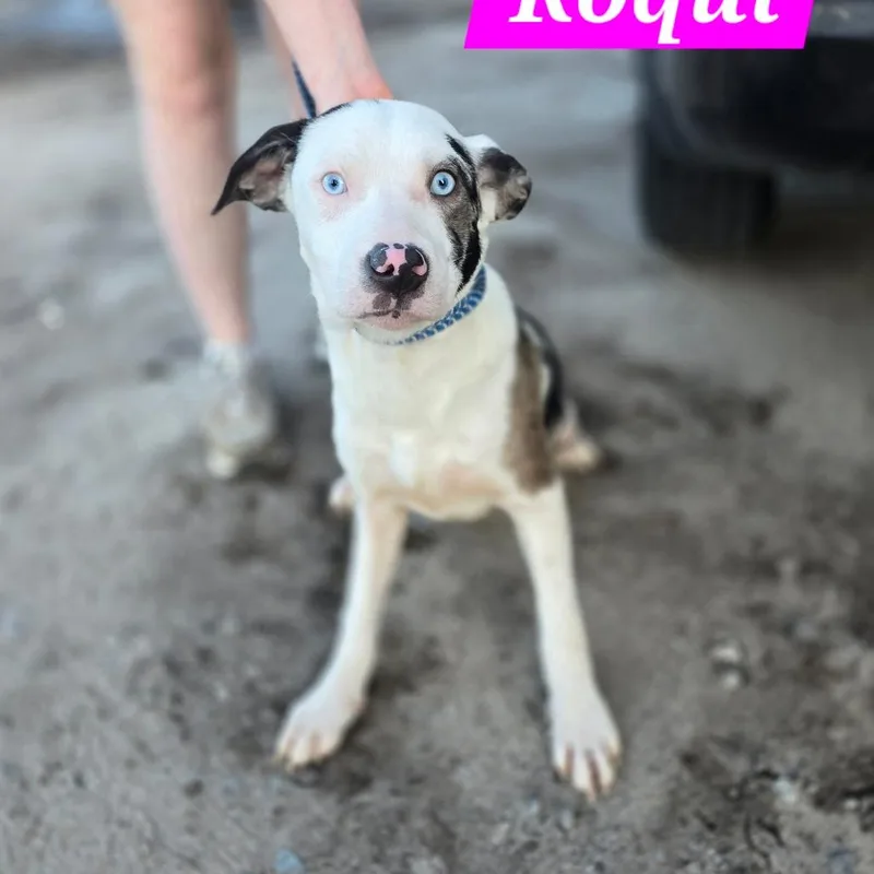 A young small-sized female Black Border Collie dog named Roqui for adoption in Hinesville, GA