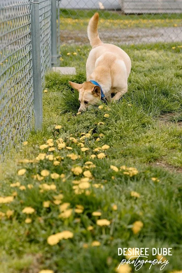 An adult medium-sized female Shetland Sheepdog / Sheltie dog named Bonnie for adoption in Cuyahoga Falls, OH