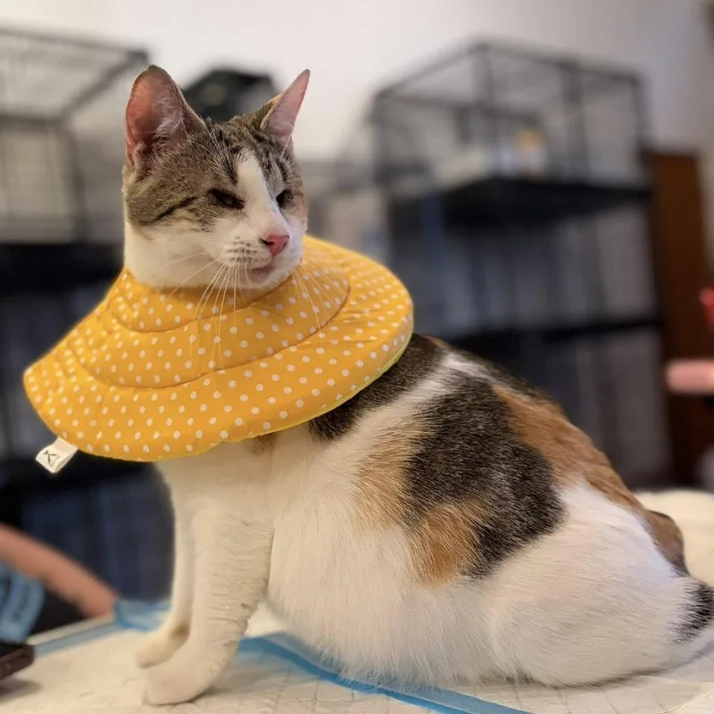 An adult small-sized female White Domestic Short Hair cat named Laffy Taffy for adoption in Middletown, OH