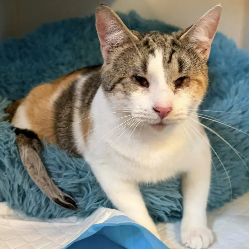 Laffy Taffy thumbnail 2