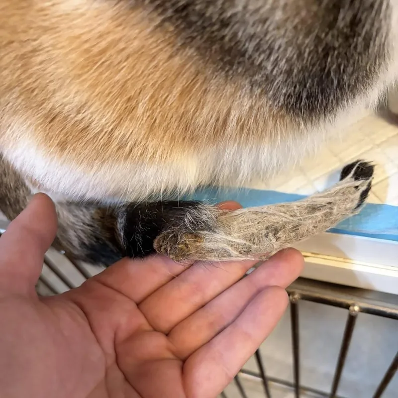 Laffy Taffy thumbnail 3