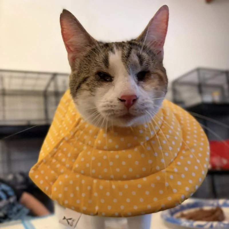 Laffy Taffy thumbnail 4