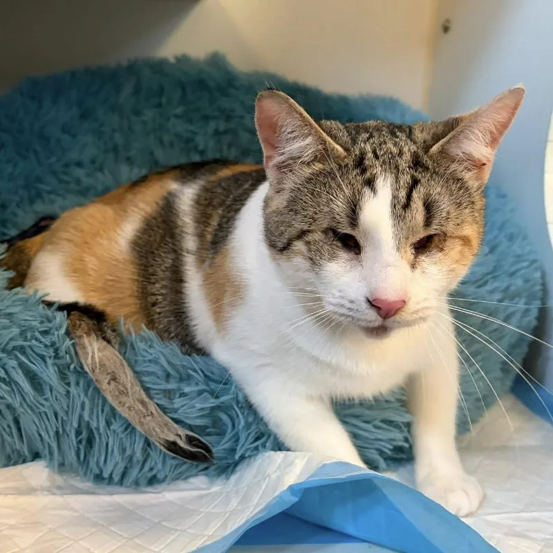 Laffy Taffy thumbnail 5