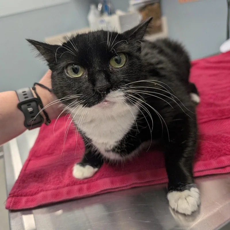 A senior medium-sized female Domestic Short Hair cat named Camry for adoption in New Castle, DE