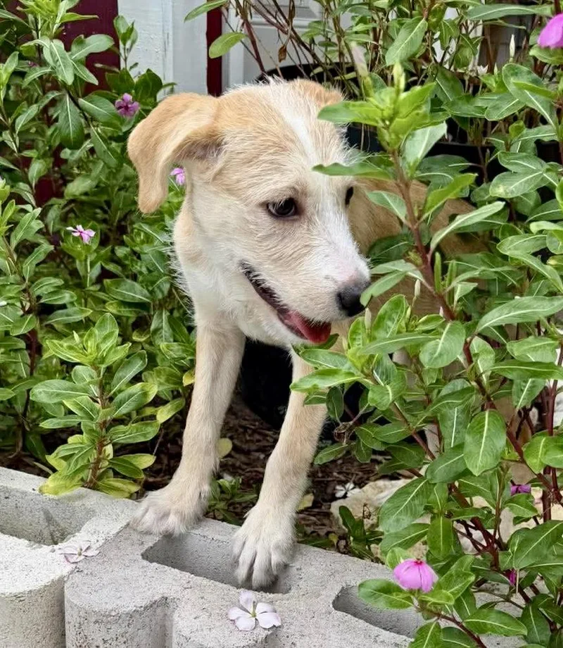 A baby medium-sized female Apricot / Beige Wirehaired Terrier dog named Coconut for adoption in Austin, TX