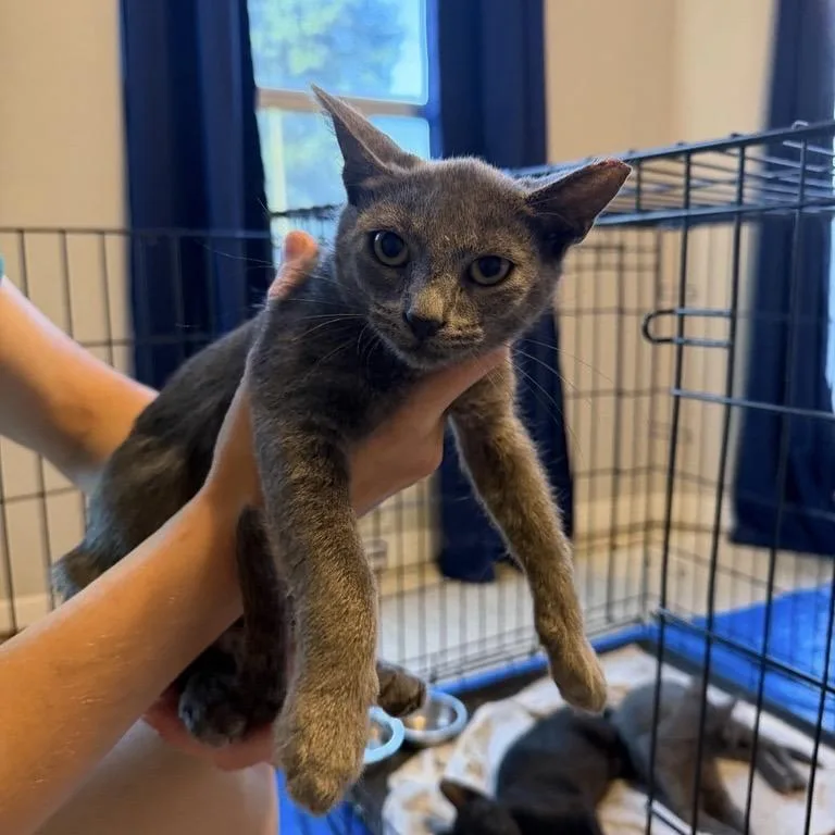 A baby small-sized female Gray / Blue / Silver American Shorthair cat named Dreamsicle for adoption in Freeport, FL