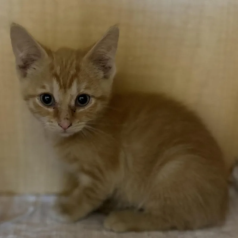A baby small-sized female Orange / Red Domestic Short Hair cat named Apple for adoption in Washington Township, OH