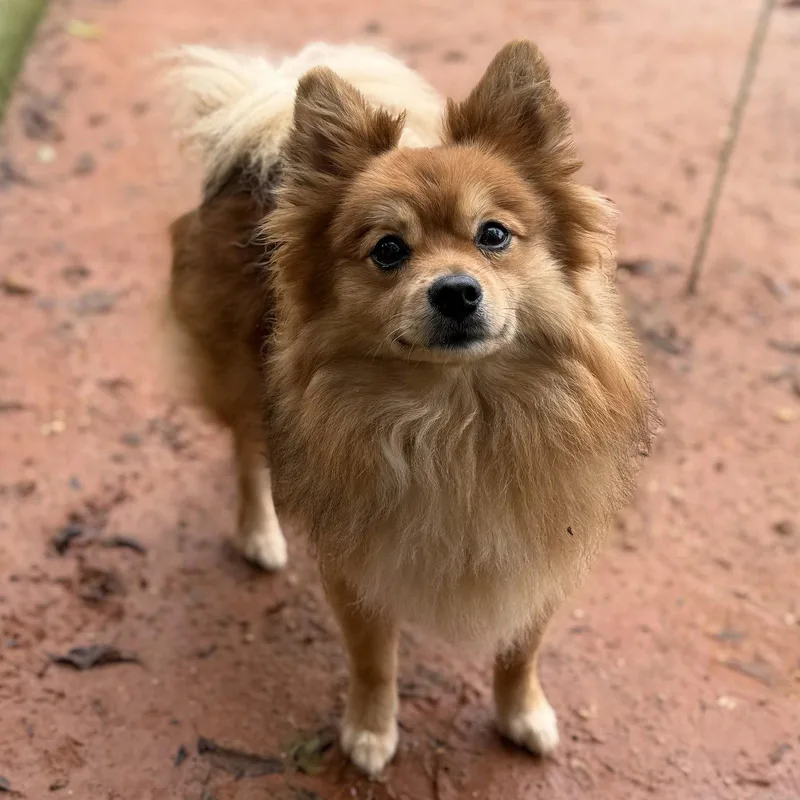 An adult small-sized male Pomeranian dog named Gizmo for adoption in Garland, TX