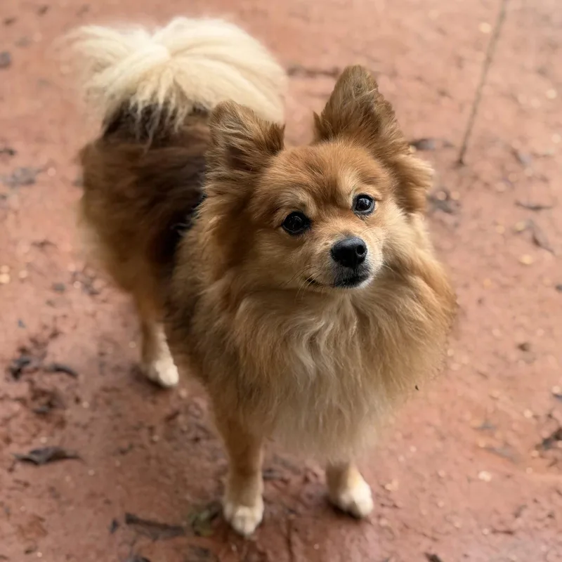 Gizmo thumbnail 3