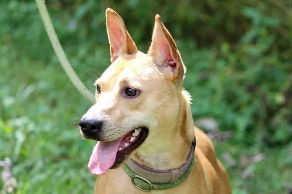 An adult medium-sized female Yellow / Tan / Blond / Fawn Mixed Breed dog named Parker for adoption in Brazil, IN