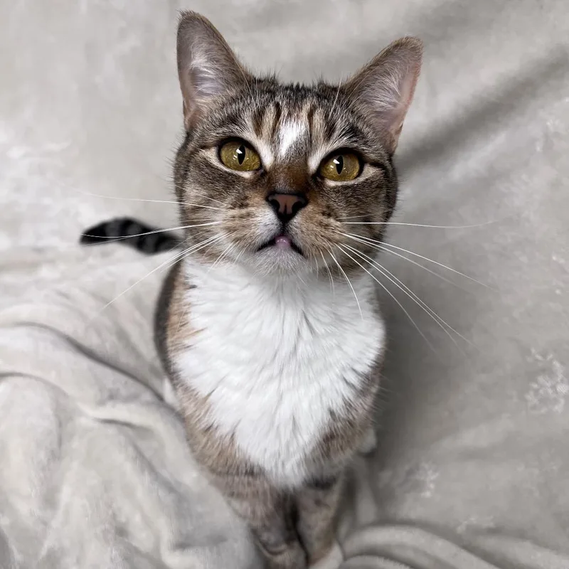 An adult small-sized female Tortoiseshell Domestic Short Hair cat named Barbie for adoption in Arlington Heights, IL