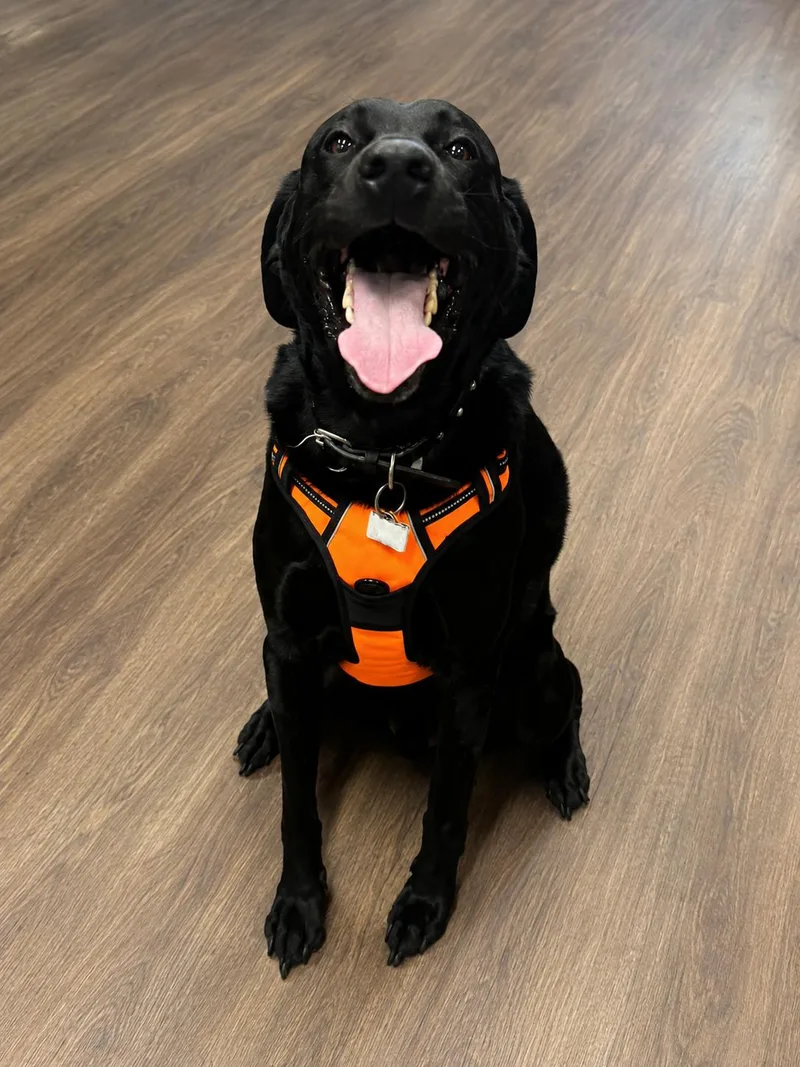 An adult large-sized male Labrador Retriever dog named Mac for adoption in Aiken, SC