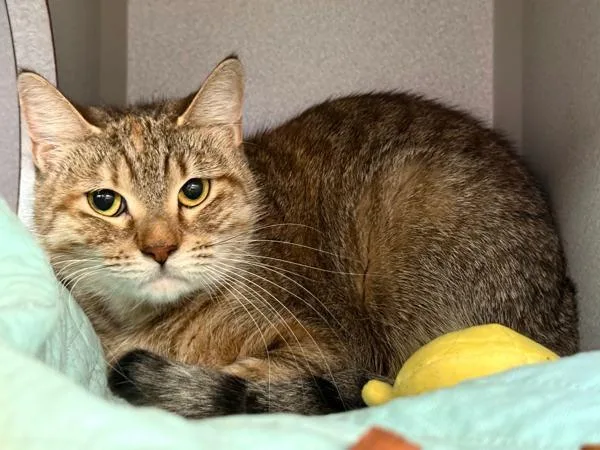 An adult medium-sized female Domestic Short Hair cat named Pepper for adoption in New York, NY