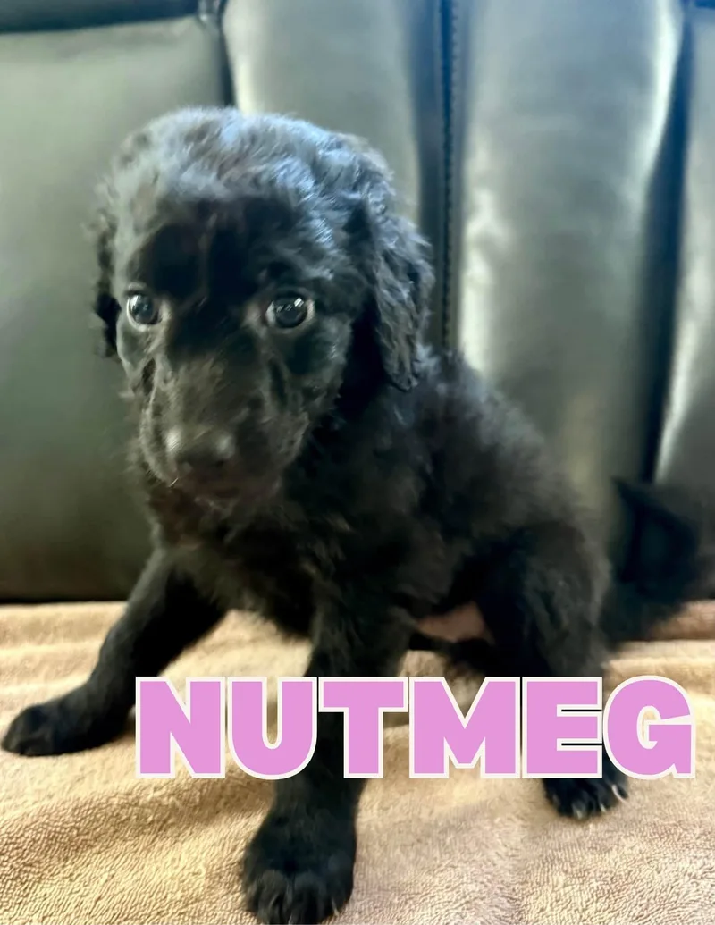 Nutmeg