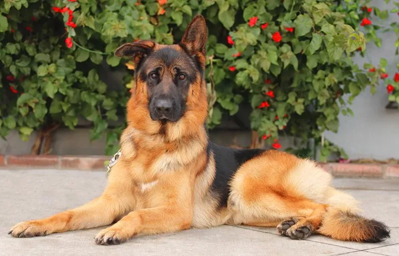 A young large-sized male Black German Shepherd Dog dog named Drago Von Durbach for adoption in Los Angeles, CA