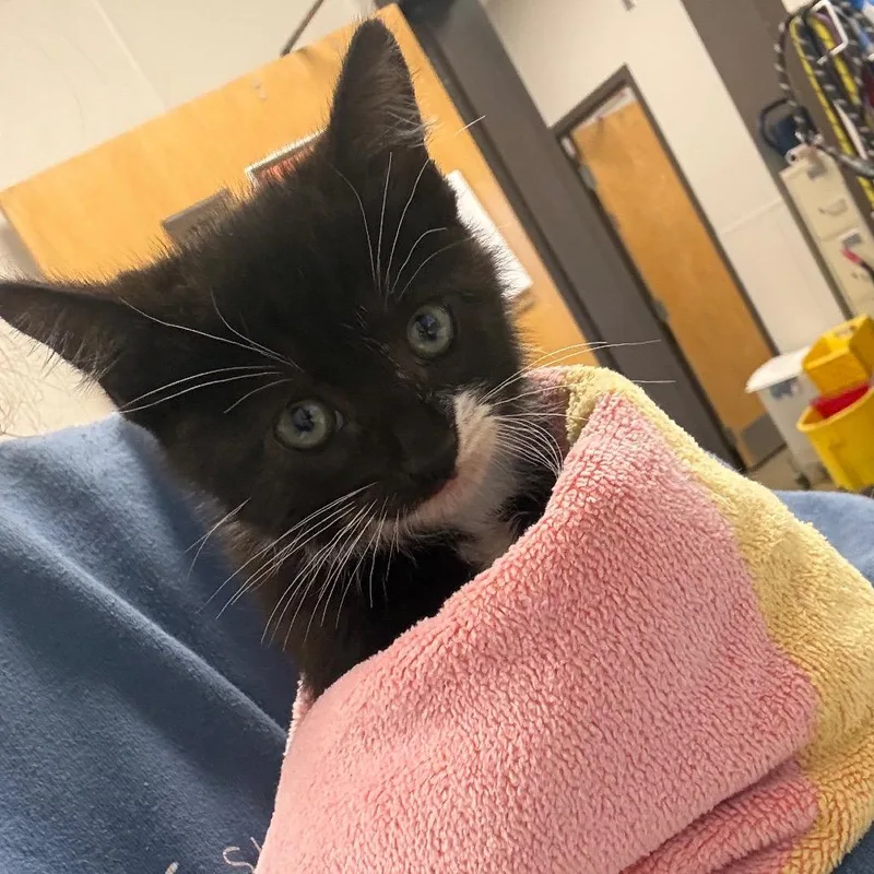 A baby small-sized male Black Domestic Short Hair cat named Theo for adoption in Columbiana, AL