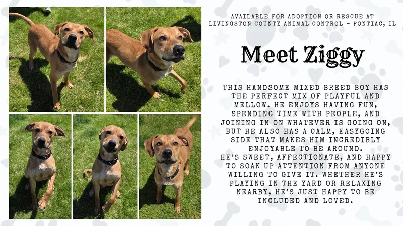 A young medium-sized male Mixed Breed dog named Ziggy for adoption in Pontiac, IL