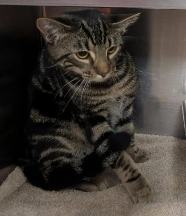 An adult medium-sized male Domestic Short Hair cat named 22902 for adoption in Covington, GA