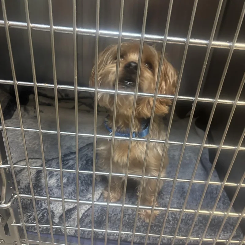 A senior small-sized male Gray / Blue / Silver Yorkshire Terrier dog named Bruno for adoption in Austin, TX