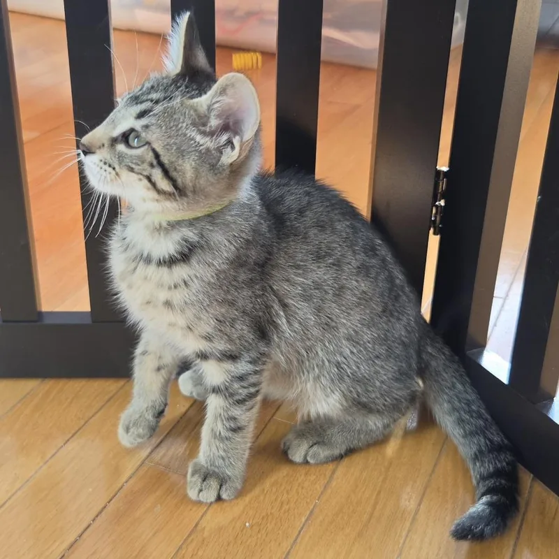 A young medium-sized male Tabby (Brown / Chocolate) Domestic Short Hair cat named Grommet for adoption in Evanston, IL