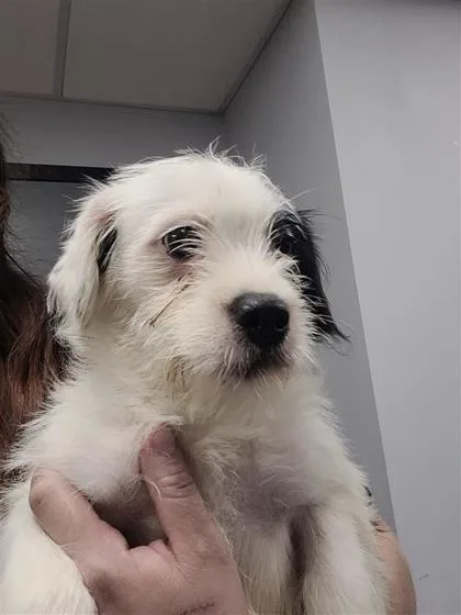 A baby small-sized male Mixed Breed dog named Stout for adoption in West Chester, PA