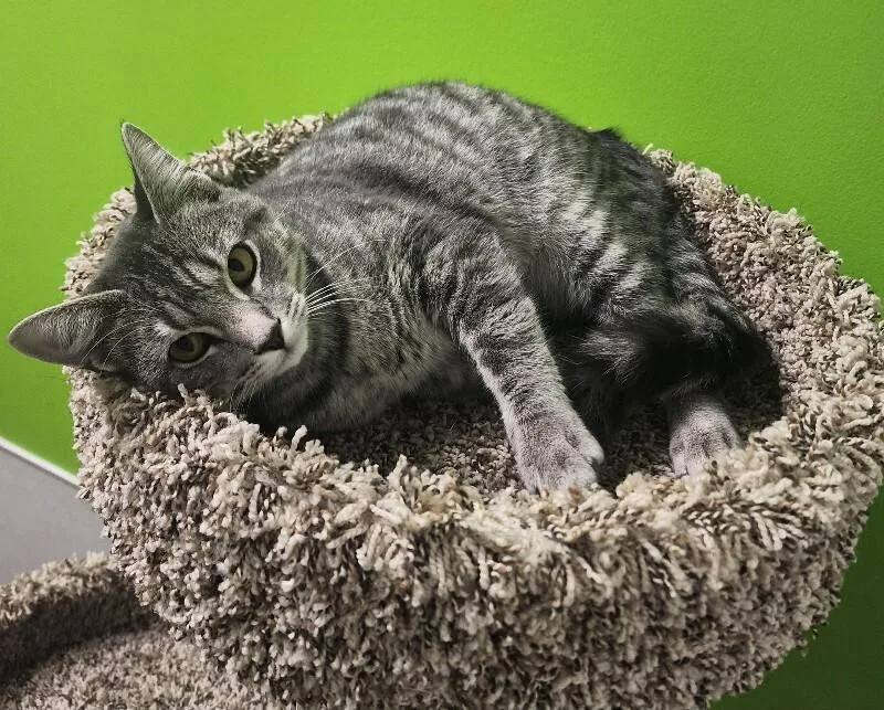 An adult medium-sized male Domestic Short Hair cat named Wyandotte for adoption in Jackson, TN