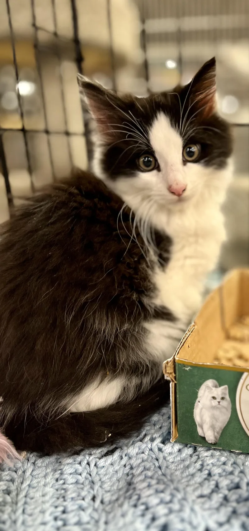 A baby large-sized male Black & White / Tuxedo Domestic Long Hair cat named Houdini for adoption in Lawrenceville, GA